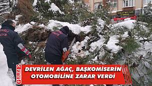 Gebze’de devrilen ağaç, otomobilin üzerine düştü