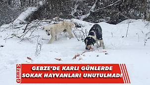 Gebze'de sokak hayvanları unutulmuyor