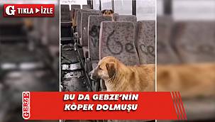 Gebze'nin Mutlukent'teki köpek dolmuşu