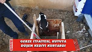 Hacı Halil Mahallesi'nde kedi kurtarma operasyonu