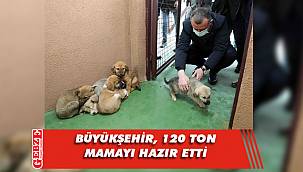 Kocaeli'de sokak hayvanları aç kalmayacak