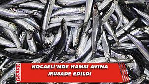 Kocaeli'ndeki hamsi severlere müjde