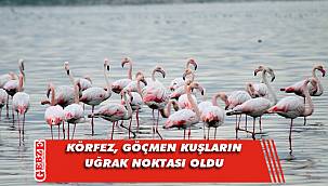 Körfez'de göçmen kuşlar büyülüyor