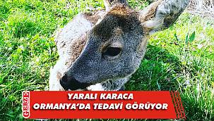 Ormanya'ya tedavi için misafir oldu