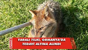 Yaban hayvanlarının tedavi merkezi Ormanya