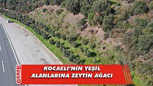 Yeşil alanlara 15 yılda 100 bin zeytin fidanı