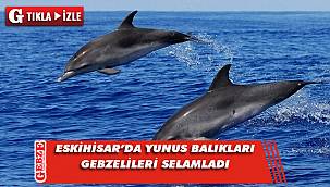 Gebze'de yunus balıkları görsel şölen sundu