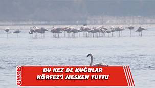 Körfez'in ziyaretçileri bitmiyor