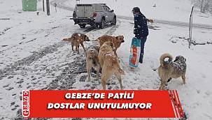 Minik dostlarımız Gebze'de yalnız bırakılmıyor