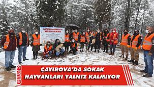 Sokak hayvanları için anlamlı çalışma