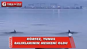Körfez'de yunusların dansı büyüledi