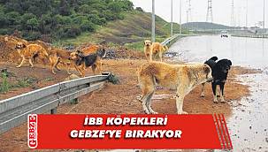 Barınağa götürmek yerine Gebze'ye bırakıyorlar