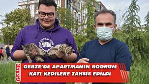 Gebze'de apartman sakinleri yavrulara sahip çıktı