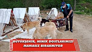 Kocaeli'nde sokak hayvanları unutulmadı