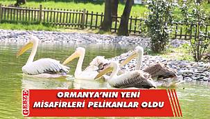 Ormanya Doğal Yaşam Parkı engelli pelikanlara yuva oldu