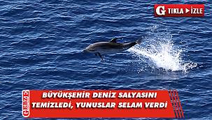 Yunuslar temizlenen körfezde dans etti