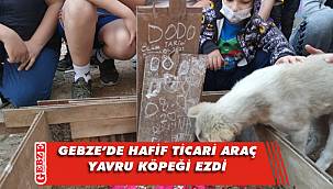 Arabanın ezdiği yavru köpek öldü
