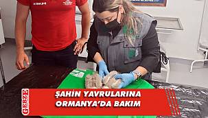 Şahin yavruları Ormanya'da büyüyecek