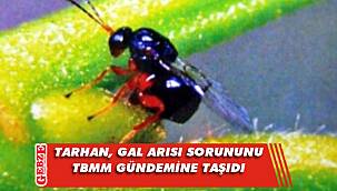 Tarhan, kestane üreticisinin şikayetini gündeme getirdi