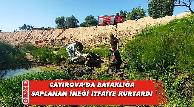 Çayırova'da bataklığa saplanan inek kurtarıldı
