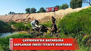 Çayırova'da bataklığa saplanan inek kurtarıldı
