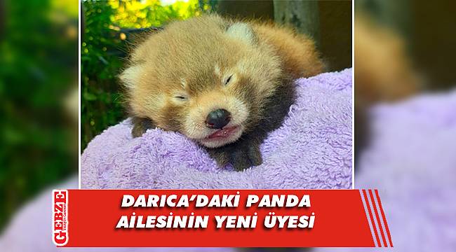 Darıca'da Kızıl Panda yavrusu dünyaya geldi