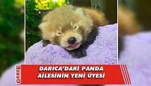 Darıca'da Kızıl Panda yavrusu dünyaya geldi