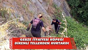 Gebze'de köpek kurtarma operasyonu