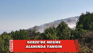 Gebze'deki çamlık alanda yangın çıktı