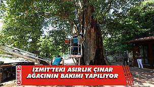 İzmit’teki asırlık Çınar ağacının bakımı yapılıyor