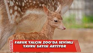 Kızıl Panda’dan sonra şimdi de Alageyik