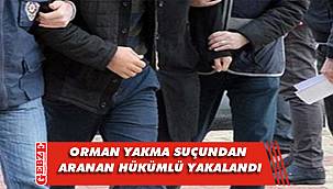 Kocaeli'nde orman kundaklayan şahıs yakalandı 