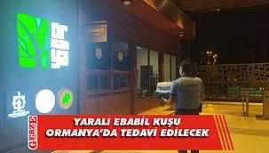 Yaralı Ebabil Kuşu Ormaya'da tedavi edilecek