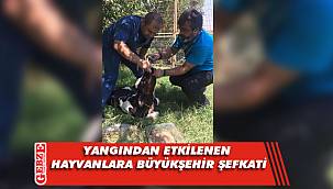 Büyükşehir canlı dostlarımızı yine yalnız bırakmadı