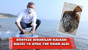 Darıca'ya bırakılan balıklarda sevindiren gelişme