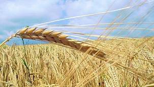 Gölcük İhsaniye'de mahkemeden satılık arsa