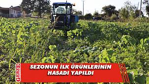 Kandıra karpuzunun hasadı başladı