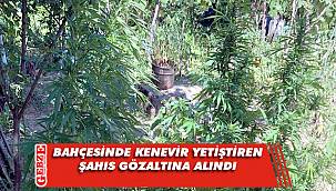 Karamürsel'de kenevir yetiştiren şahıs gözaltına alındı