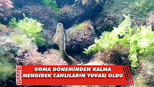 Kerpe Koyu'ndaki görüntü ilgi çekiyor