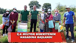 Kocaeli'de dikilen 2,6 milyon biberiyenin hasadına başlandı