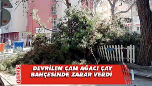 Karamürsel'de devrilen çam ağacı çay bahçesinde zarar verdi