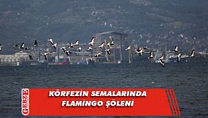 Körfez’de flamingolardan görsel şölen