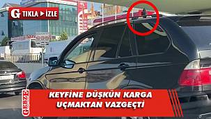 Uçmayı bıraktı, arabanın üzerinde seyahat etti