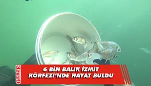 6 bin balık İzmit Körfezi’nde hayat buldu