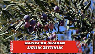Darıca’da icradan satılık zeytinlik