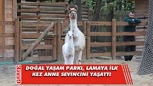Doğal Yaşam Parkı, lamaya ilk kez anne sevincini yaşattı
