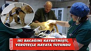 Felçli kediye özel yürüteç yapıldı
