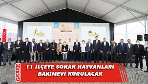 Felçli sokak hayvanları özgürlüğüne kavuşacak