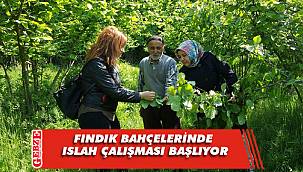 Fındık bahçelerinde ıslah çalışması başlıyor