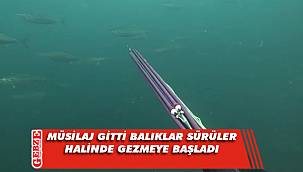 Müsilaj etkisini kaybedince balıklar sürü halinde gezmeye başladı